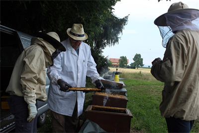 Gemeinsame Arbeit am Bienenstock